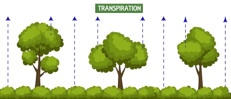 water cycle, transpiration, evaporation, condensation, conservation of water, drought, floods, rainwater harvesting, water, NCERT science class 6